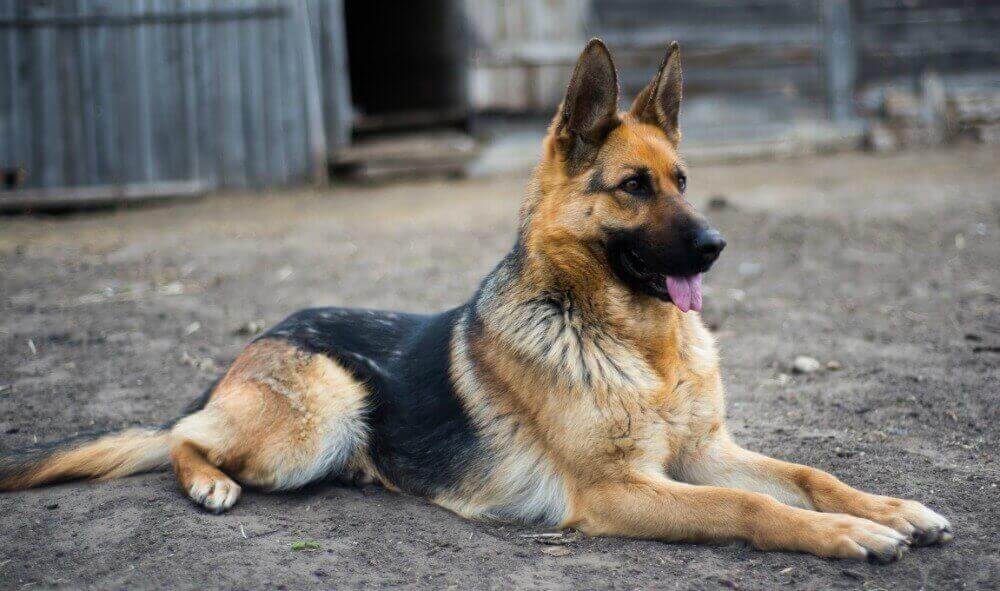 German Shepherd Breed Standards Size Characteristics And Coats 