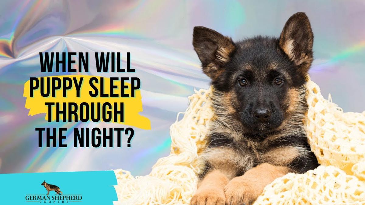 'Video thumbnail for When Will Puppy Sleep Through the Night?'