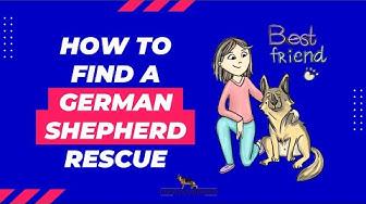 'Video thumbnail for German Shepherd Rescue Organizations ★ How to Find and Adopt a German Shepherd Rescue'