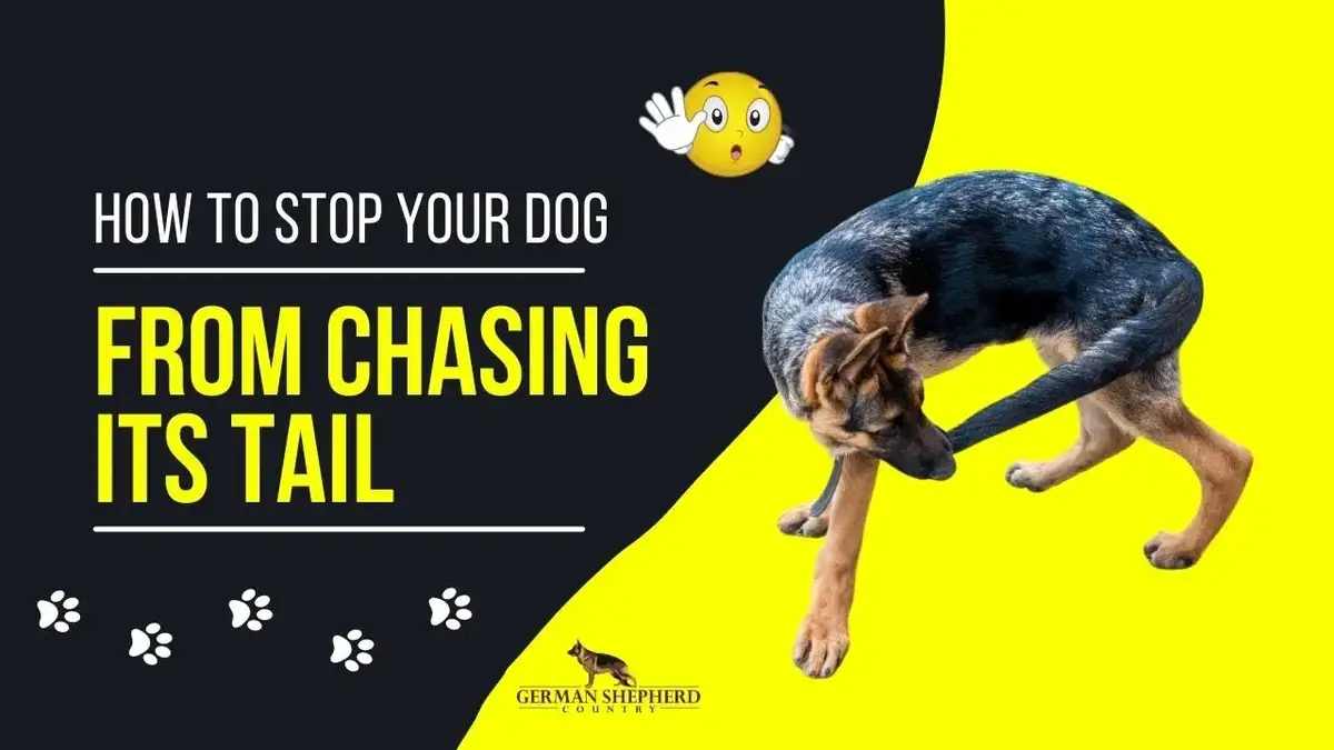 how to stop my dog from chasing his tail