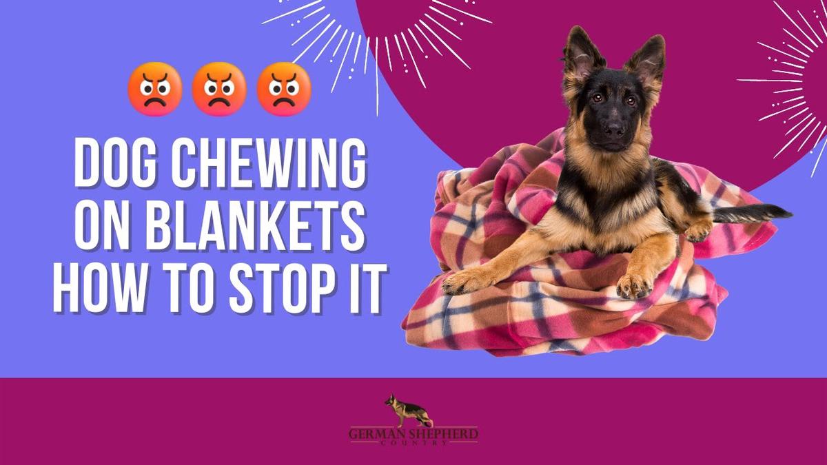 'Video thumbnail for Dog Chewing Blankets: How to Stop It'