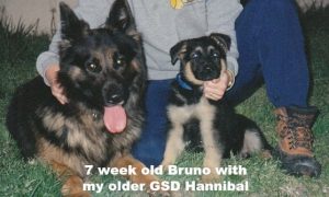 Bruno's Blog