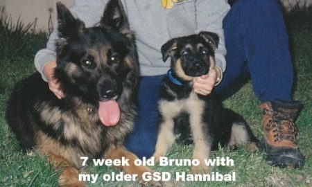 Bruno's Blog