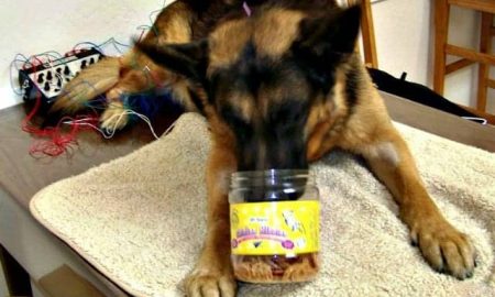 German Shepherd Acupuncture Treatment