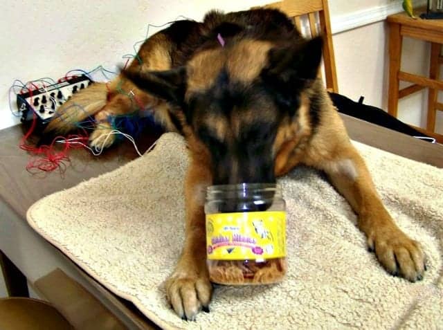 German Shepherd Acupuncture Treatment