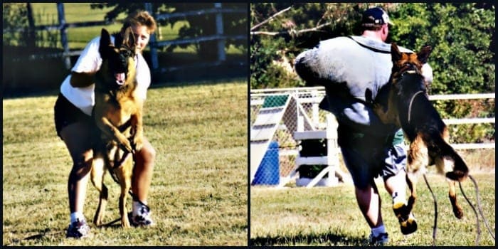 German Shepherd Sport Training