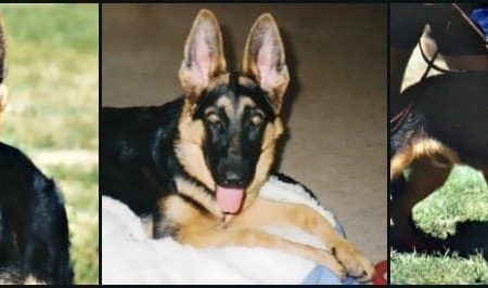 German Shepherd Growing Up