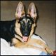 German Shepherd Growing Up