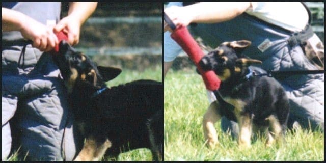 German Shepherd Puppy Sport Training