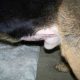 German Shepherd Surgery Scar