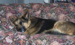 German Shepherd on Couch