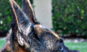 German Shepherd Ears