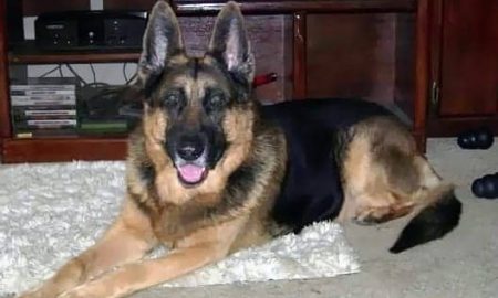 German Shepherd Aging Issues