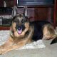 German Shepherd Aging Issues