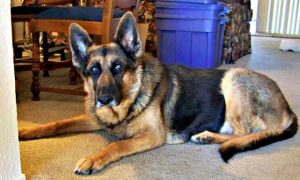 German Shepherd Health Issues