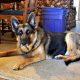 German Shepherd Health Issues
