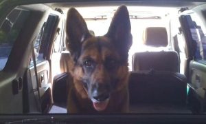 German Shepherd Car Ride