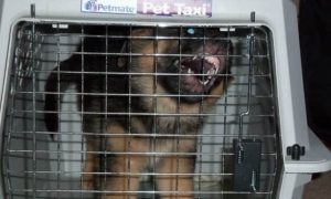 Choosing A Crate For Your Dog How To Size It Up German Shepherd