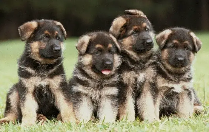 German Shepherd Puppies For Sale Nc