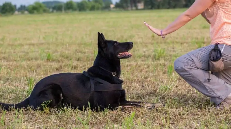 77+ German Shepherd Dog Training Commands