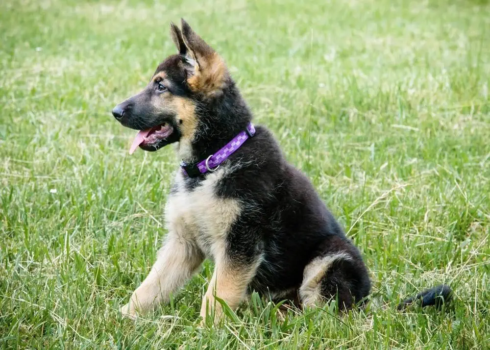 Adorable German Shepherd Puppies for sale Near Me In France