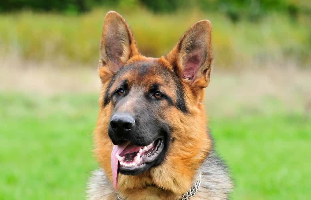 Is Your Home Ideal for a German Shepherd? – German Shepherd Country