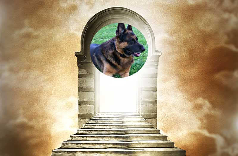 Checking in With Bruno – Session with Karen Anderson, Pet Psychic | German  Shepherd Country