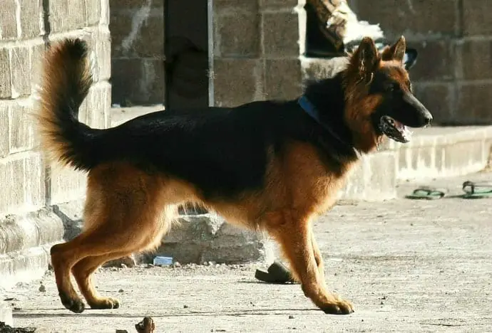 german shepherd dogs body language