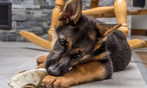 German Shepherd Puppy