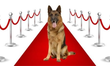 famous german shepherd dogs