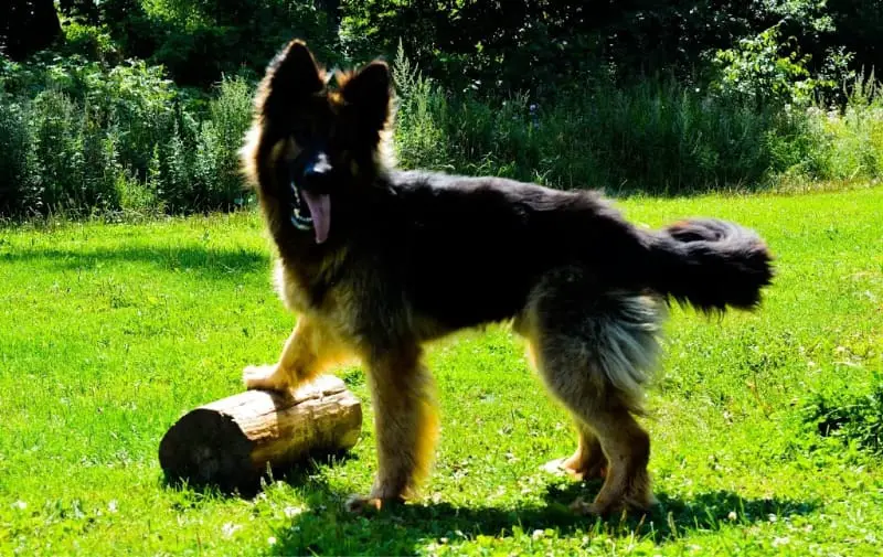 happy german shepherd dog body language
