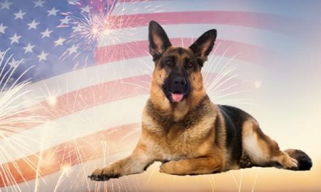 dogs and fireworks