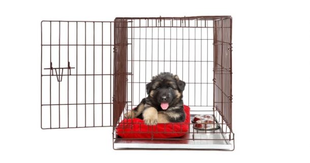 what size crate for a teddy bear dog