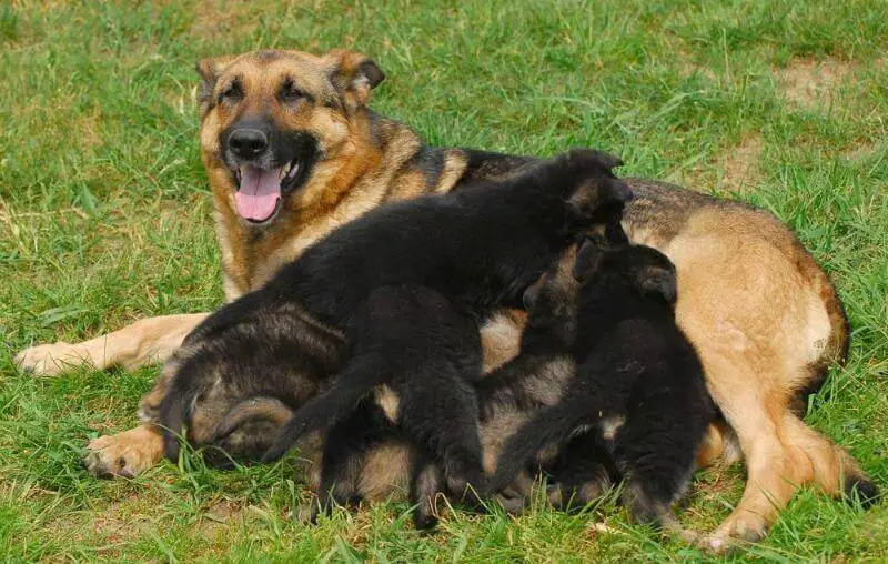 german shepherd female dog with puppies