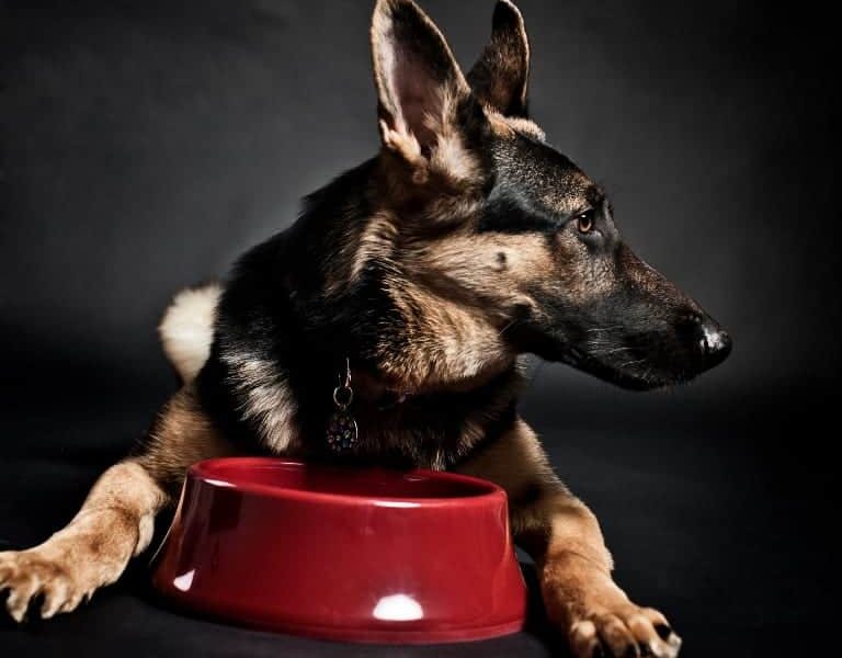 picky eater german shepherd dog