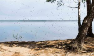 dogs and mosquitos