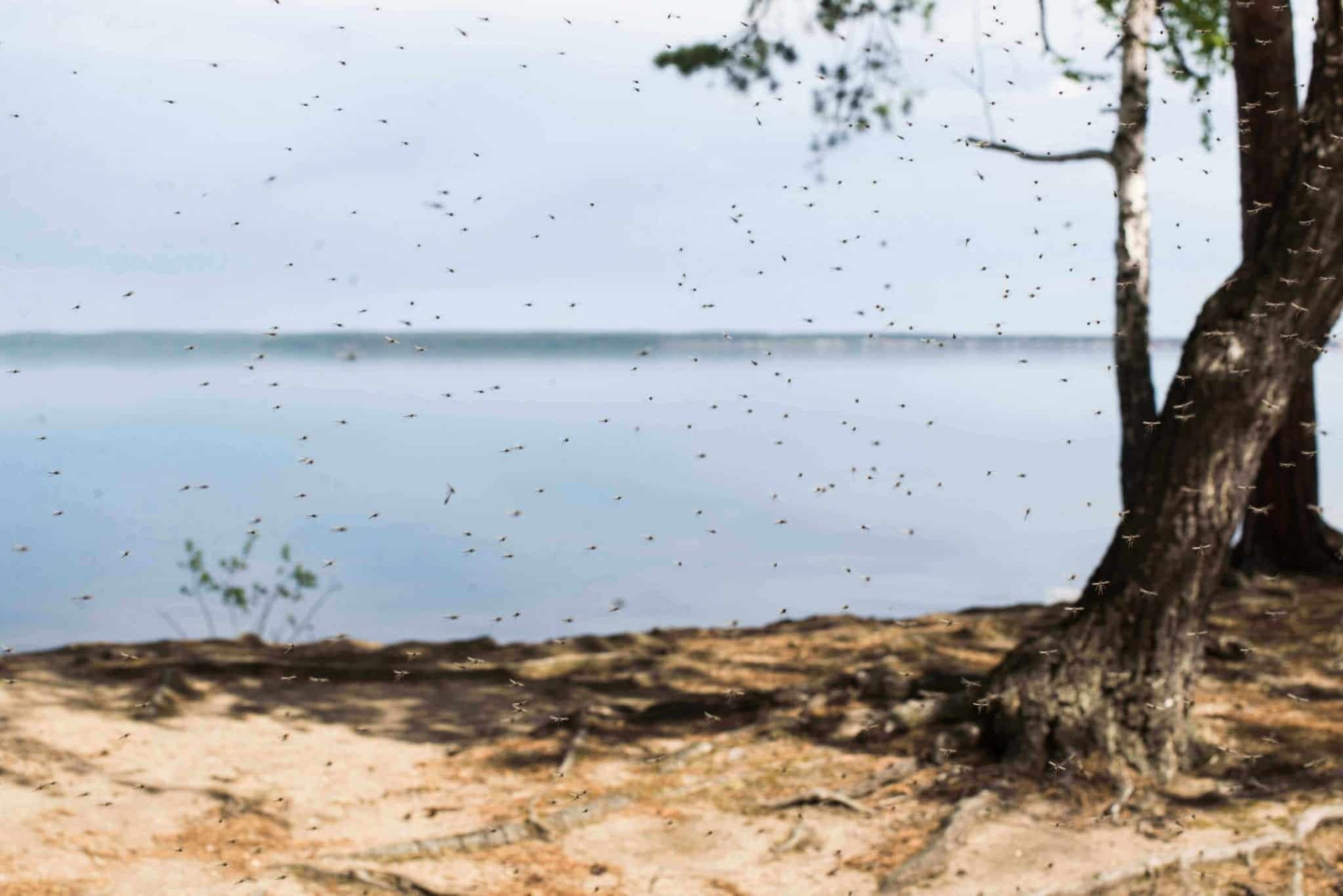 dogs and mosquitos