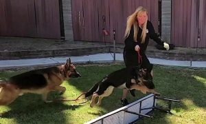 teaching german shepherd puppy to jump