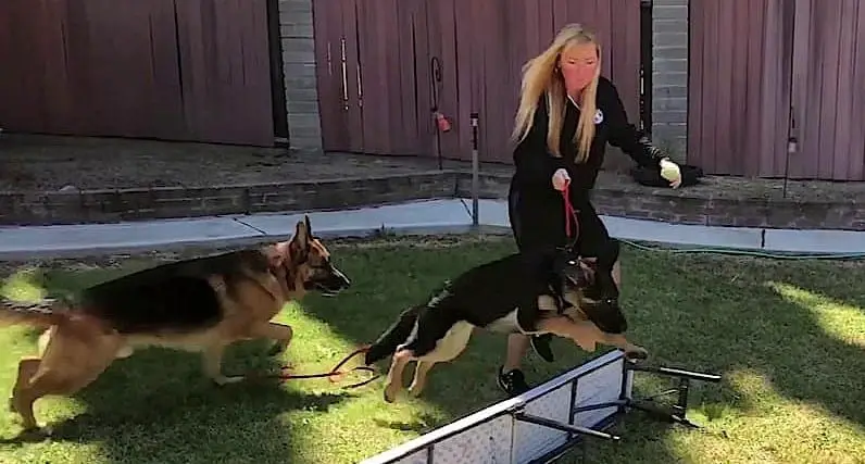 teaching german shepherd puppy to jump