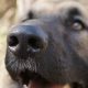 german shepherd wet nose