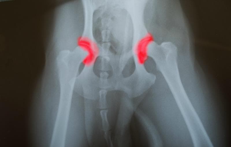 canine hip dysplasia