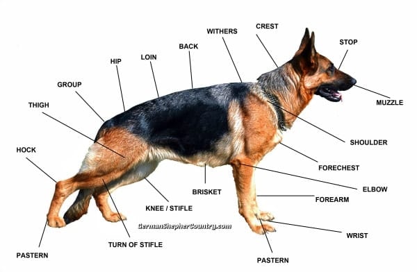 german shepherd size and weight