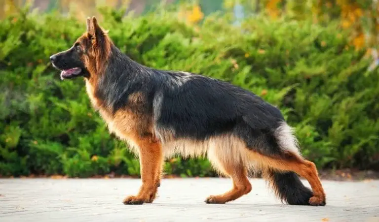 German Shepherd Breed Standards – Size, Characteristics and Coats ...