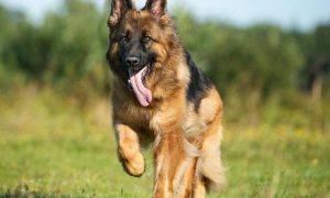 german shepherd breed standards