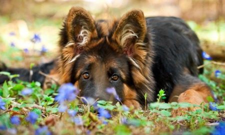 coccidiosis in puppys