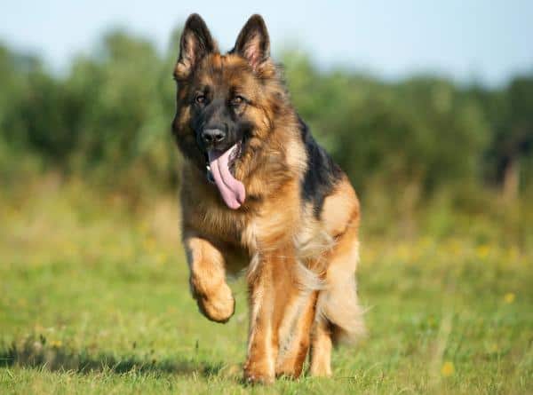 German Shepherd Breed Standards Size Characteristics And Coats