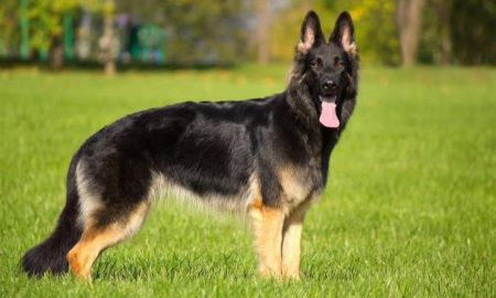 german shepherd facts