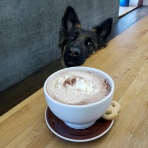 german shepherd begging for food
