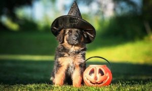 halloween german shepherd