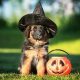 halloween german shepherd